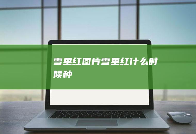 雪里红图片_雪里红什么时候种