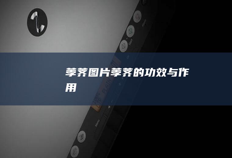 荸荠图片_荸荠的功效与作用