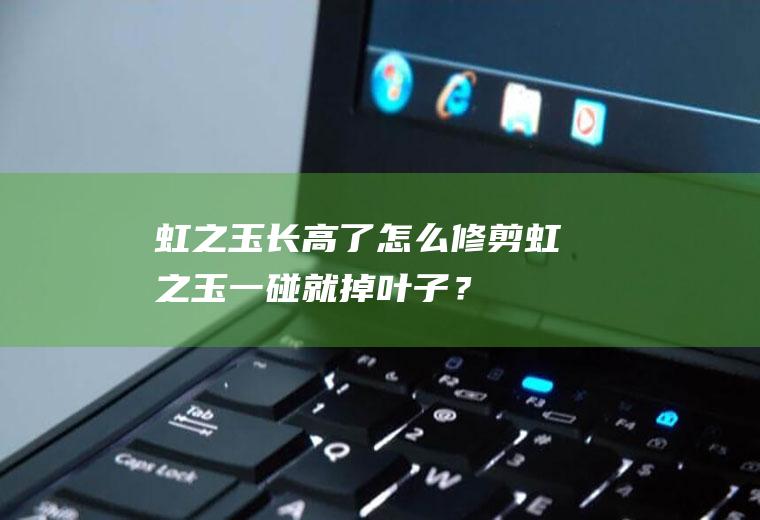 虹之玉长高了怎么修剪,虹之玉一碰就掉叶子？