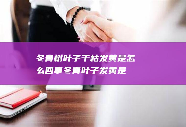 冬青树叶子干枯发黄是怎么回事(冬青叶子发黄是怎么个情况)