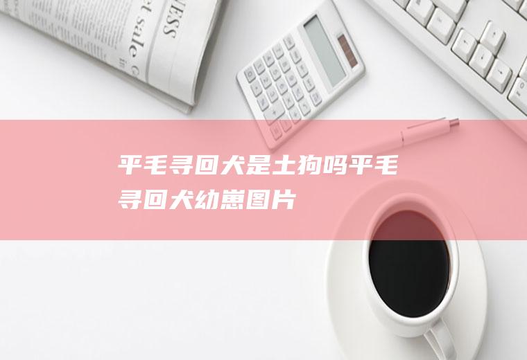 平毛寻回犬是土狗吗(平毛寻回犬幼崽图片)