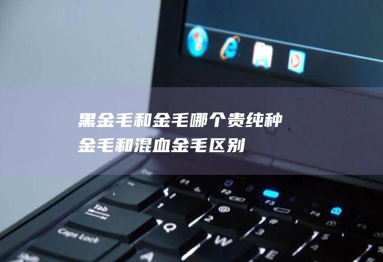 黑金毛和金毛哪个贵(纯种金毛和混血金毛区别)
