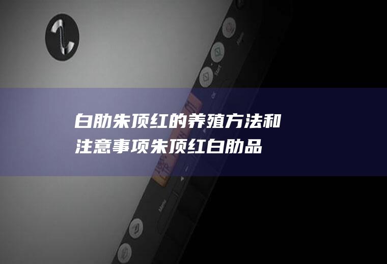 白肋朱顶红的养殖方法和注意事项(朱顶红白肋品种有哪些)