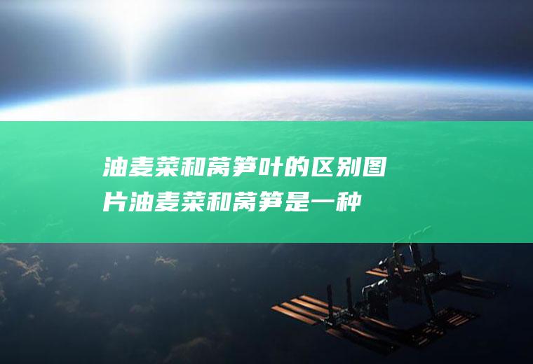 油麦菜和莴笋叶的区别图片(油麦菜和莴笋是一种菜吗)