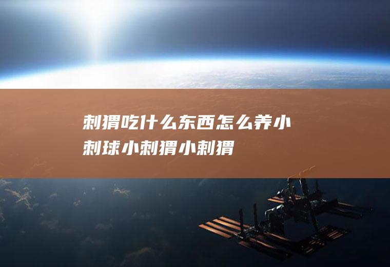 刺猬吃什么东西怎么养：小刺球,小刺猬,小剌猬