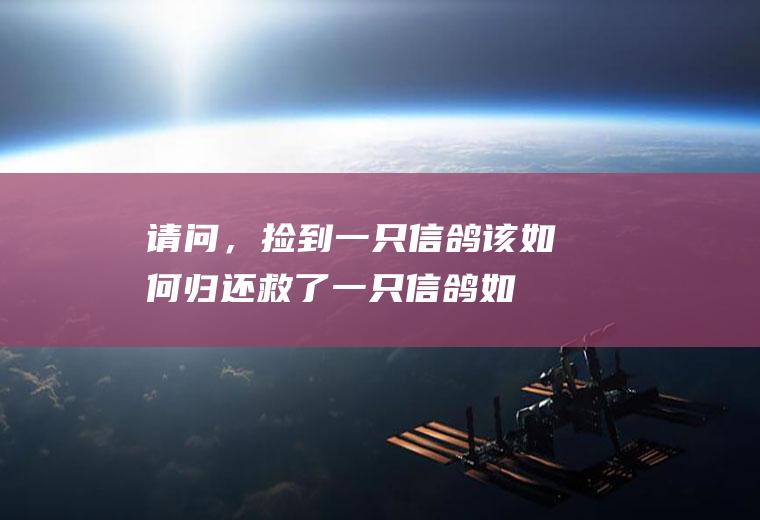 请问，捡到一只信鸽该如何归还(救了一只信鸽如何归还)