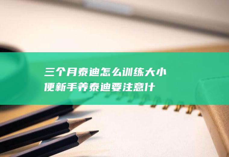 三个月泰迪怎么训练大小便(新手养泰迪要注意什么)