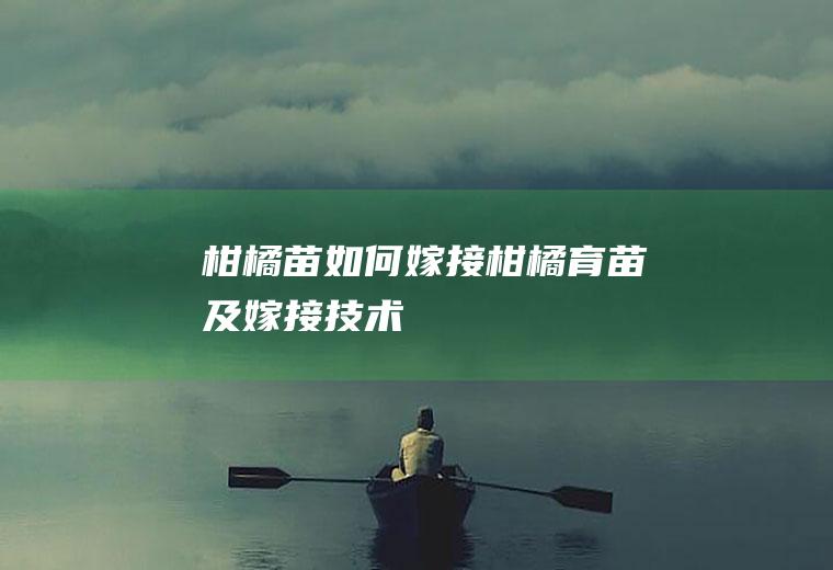 柑橘苗如何嫁接(柑橘育苗及嫁接技术)