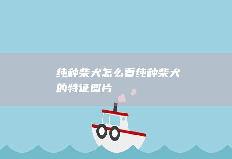 纯种柴犬怎么看(纯种柴犬的特征图片)