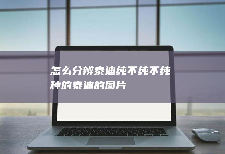 怎么分辨泰迪纯不纯(不纯种的泰迪的图片)