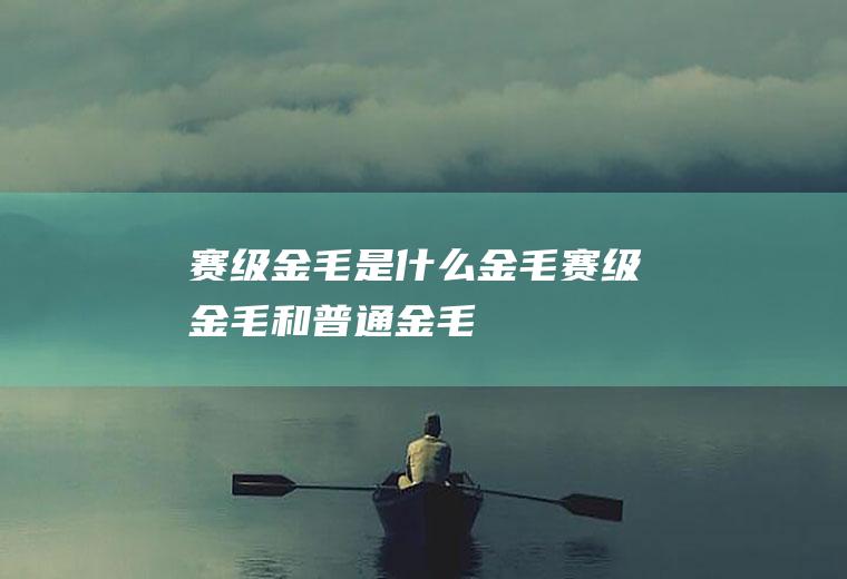 赛级金毛是什么金毛(赛级金毛和普通金毛)
