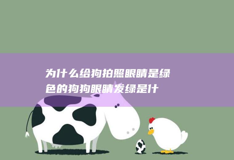为什么给狗拍照眼睛是绿色的(狗狗眼睛发绿是什么病)