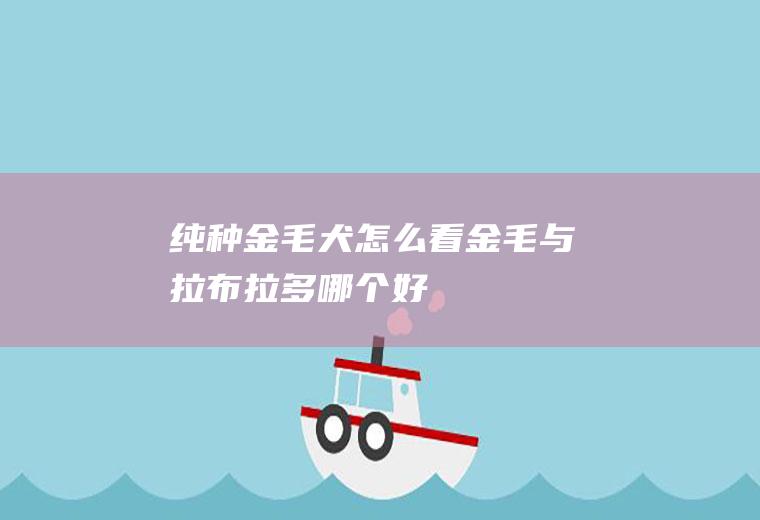纯种金毛犬怎么看(金毛与拉布拉多哪个好)
