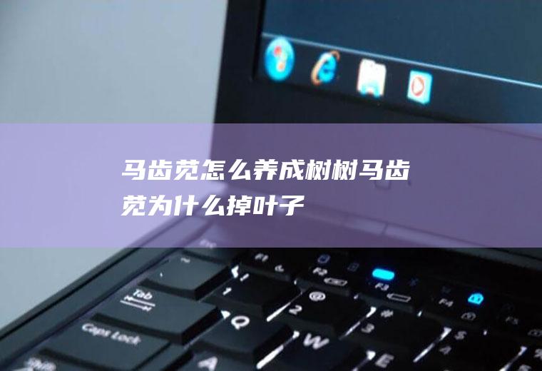 马齿苋怎么养成树(树马齿苋为什么掉叶子)