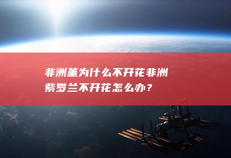 非洲堇为什么不开花,非洲紫罗兰不开花怎么办？