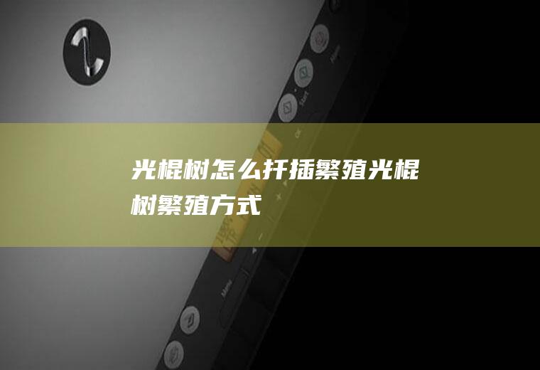 光棍树怎么扦插繁殖(光棍树繁殖方式)
