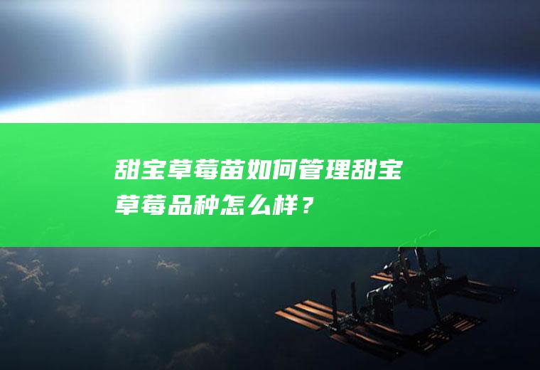 甜宝草莓苗如何管理甜宝草莓品种怎么样?