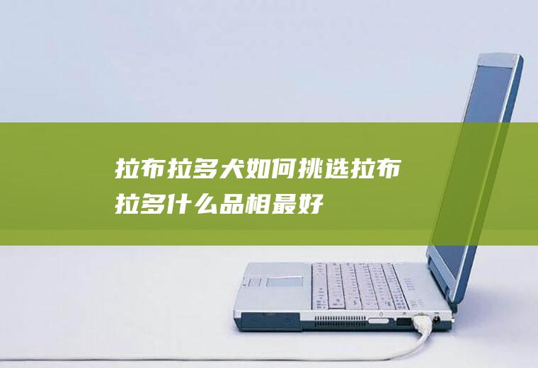 拉布拉多犬如何挑选(拉布拉多什么品相最好)