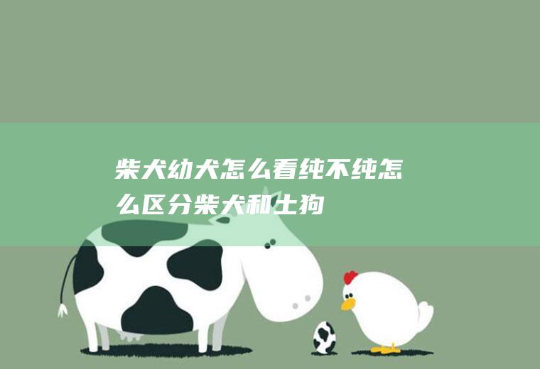 柴犬幼犬怎么看纯不纯(怎么区分柴犬和土狗)