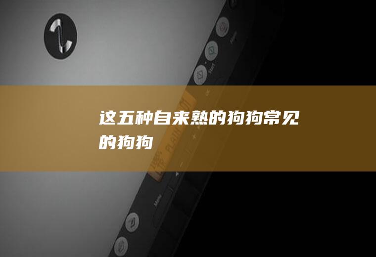 这五种自来熟的狗狗(常见的狗狗)