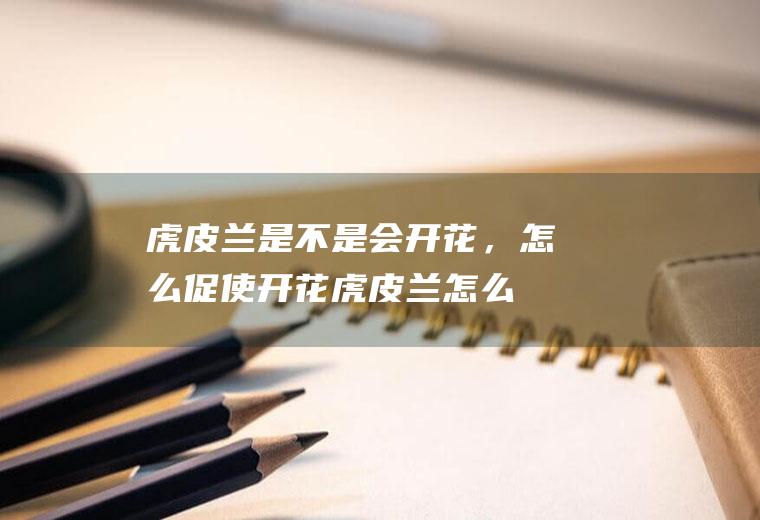 虎皮兰是不是会开花，怎么促使开花,虎皮兰怎么养才会茂盛？