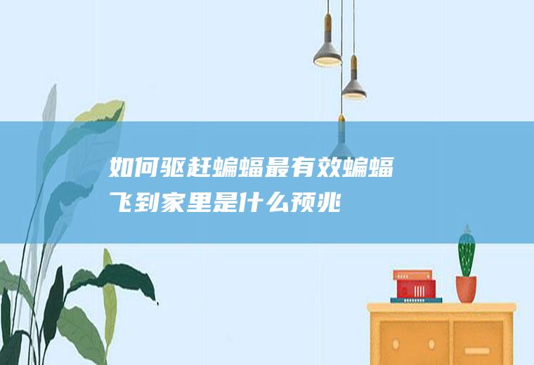 如何驱赶蝙蝠最有效(蝙蝠飞到家里是什么预兆)