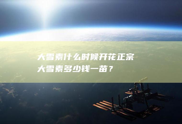 大雪素什么时候开花,正宗大雪素多少钱一苗？
