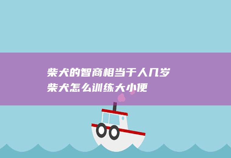 柴犬的智商相当于人几岁(柴犬怎么训练大小便)