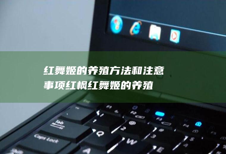 红舞姬的养殖方法和注意事项(红枫红舞姬的养殖方法)