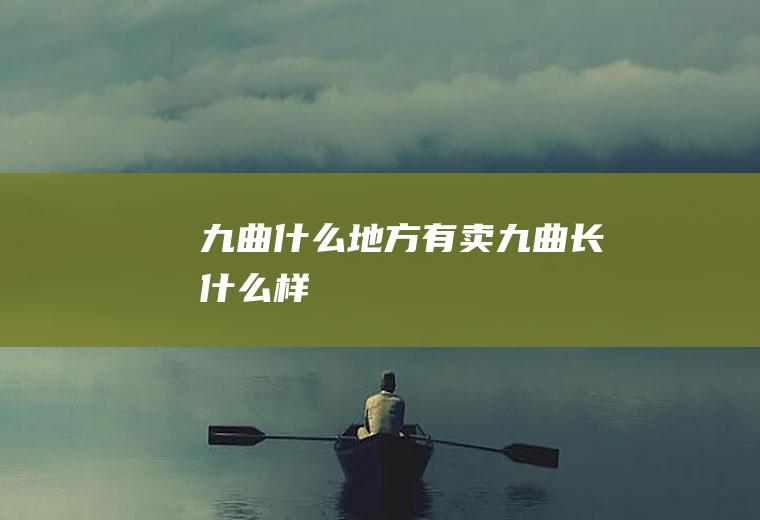 九曲什么地方有卖九曲长什么样