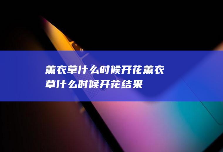 薰衣草什么时候开花薰衣草什么时候开花结果