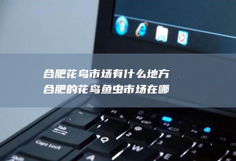 合肥花鸟市场有什么地方合肥的花鸟鱼虫市场在哪