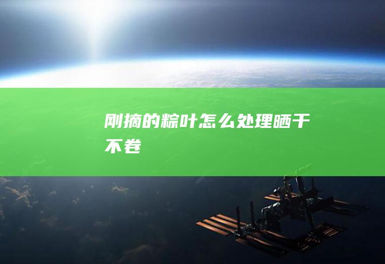 刚摘的粽叶怎么处理晒干不卷