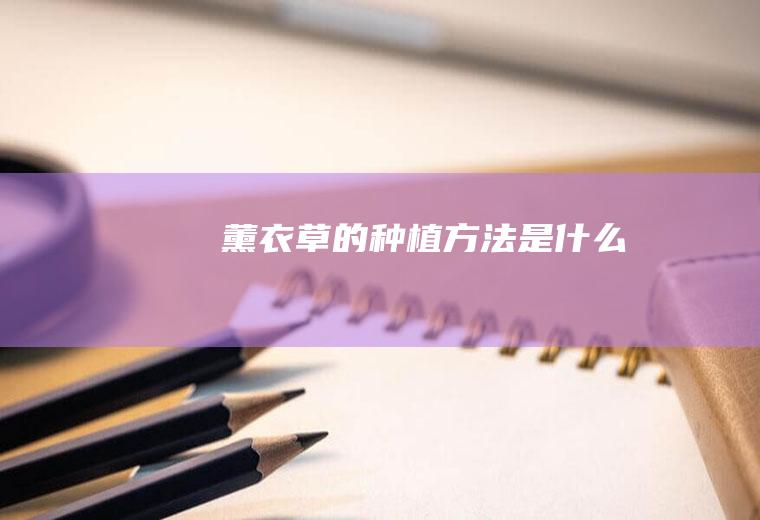 薰衣草的种植方法是什么