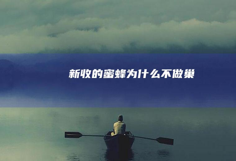 新收的蜜蜂为什么不做巢
