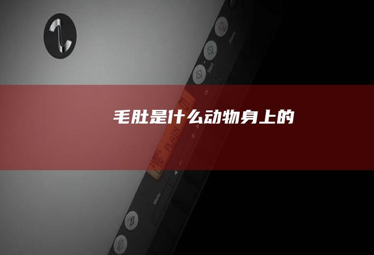 毛肚是什么动物身上的