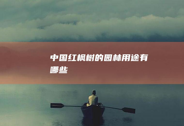 中国红枫树的园林用途有哪些