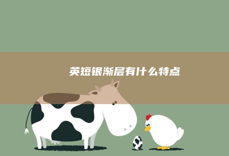 英短银渐层有什么特点