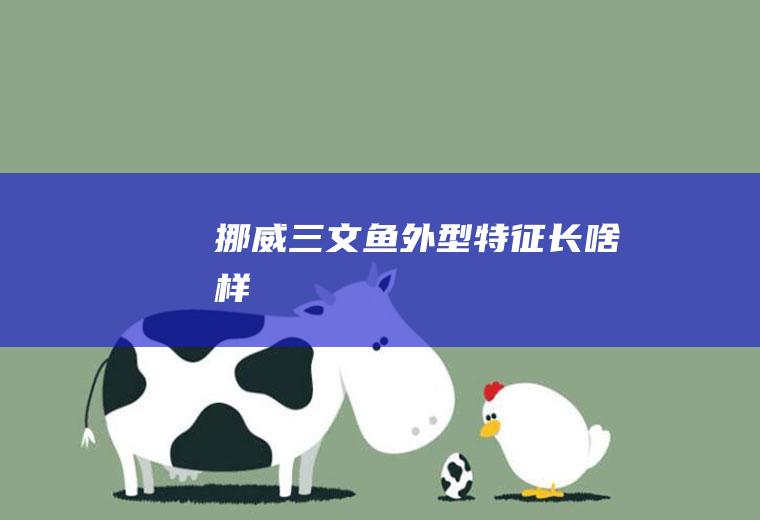 挪威三文鱼外型特征长啥样