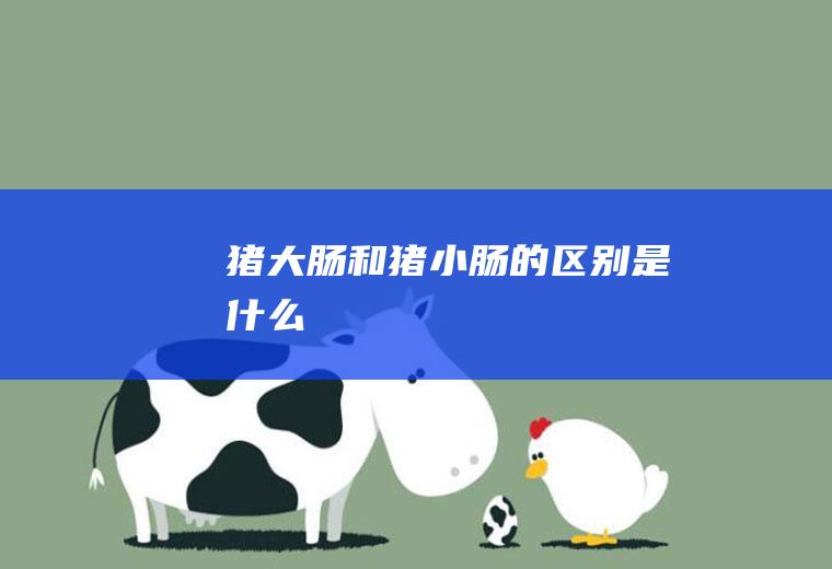 猪大肠和猪小肠的区别是什么