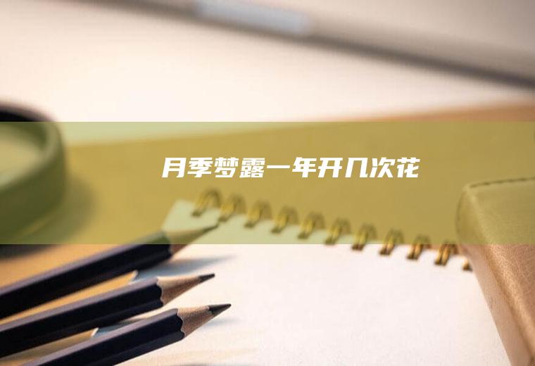 月季梦露一年开几次花