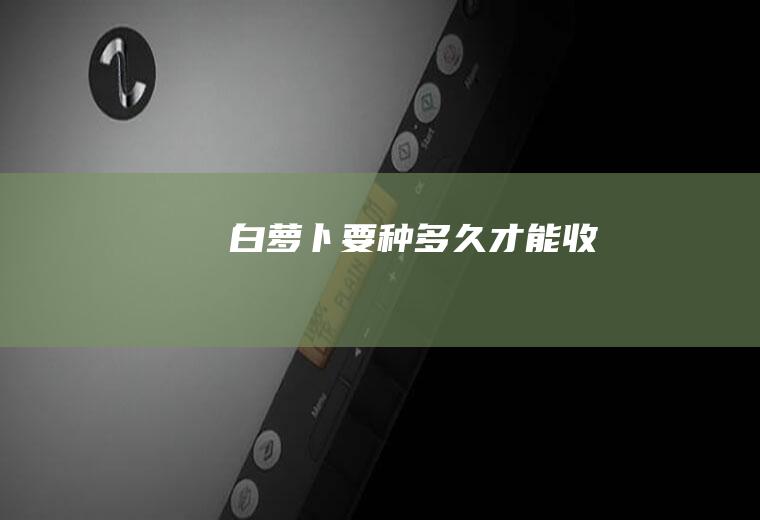 白萝卜要种多久才能收