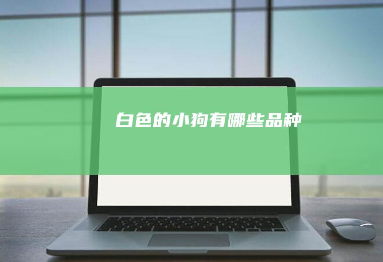 白色的小狗有哪些品种
