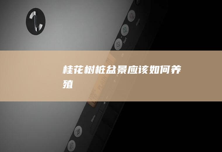 桂花树桩盆景应该如何养殖