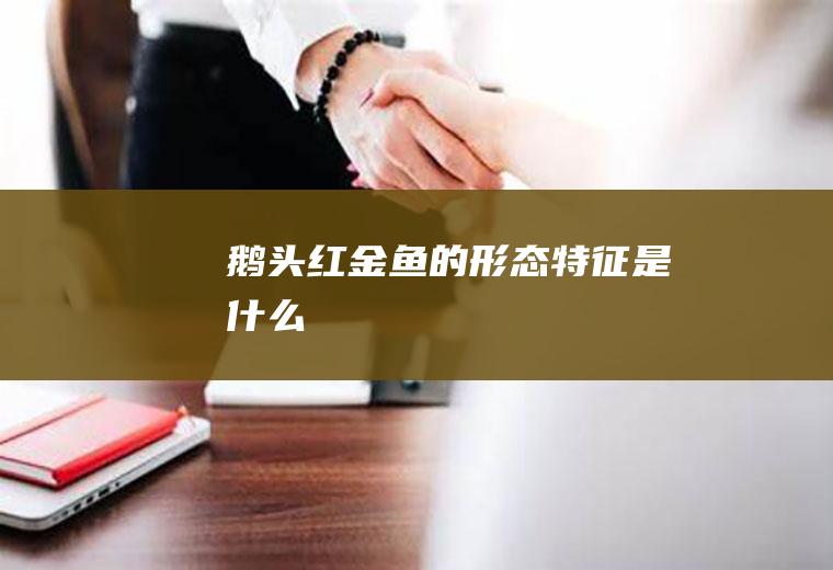 鹅头红金鱼的形态特征是什么
