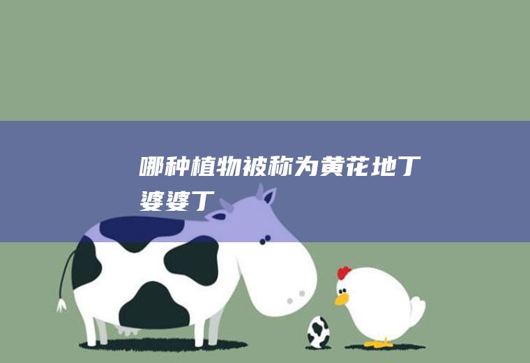 哪种被称为黄花地丁婆婆丁
