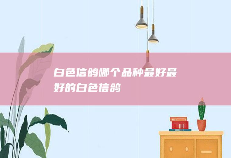 白色信鸽哪个品种最好(最好的白色信鸽)
