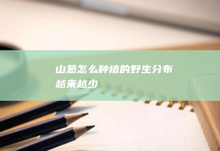 山葱怎么种植的（野生分布越来越少）