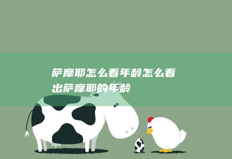 萨摩耶怎么看年龄(怎么看出萨摩耶的年龄)