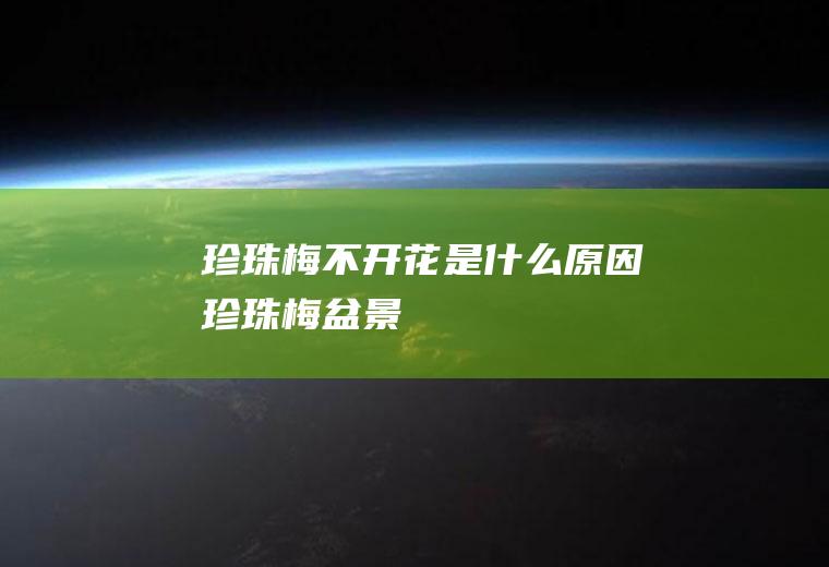 珍珠梅不开花是什么原因(珍珠梅盆景)